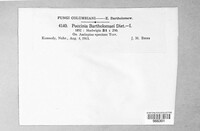 Puccinia bartholomaei image